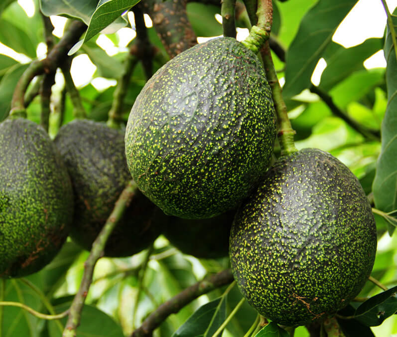 GEM® Avocado Home